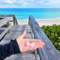 The Ultimate Guide to Vero Beach, FL Weather: Expert Insights for the Community
